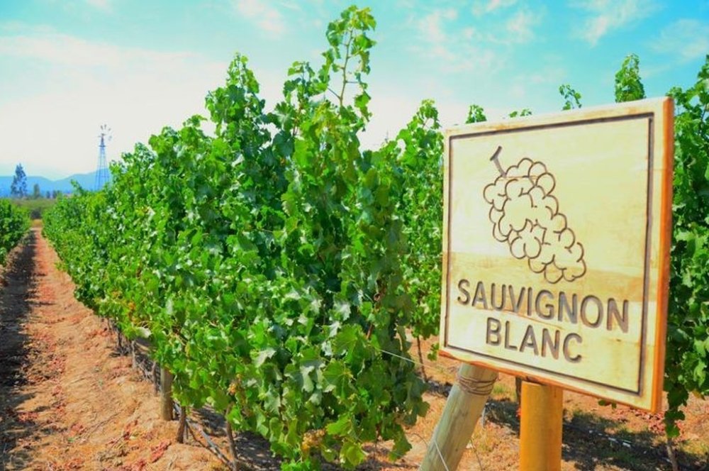 Alles über den Sauvignon Blanc - Maître Philippe & Filles