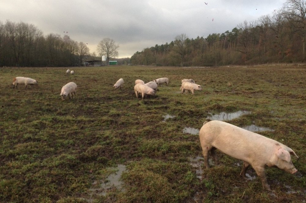Auf der Suche nach dem besten Schinken Deutschlands – "Jamón Ibérico" made in Unterfranken - Maître Philippe & Filles