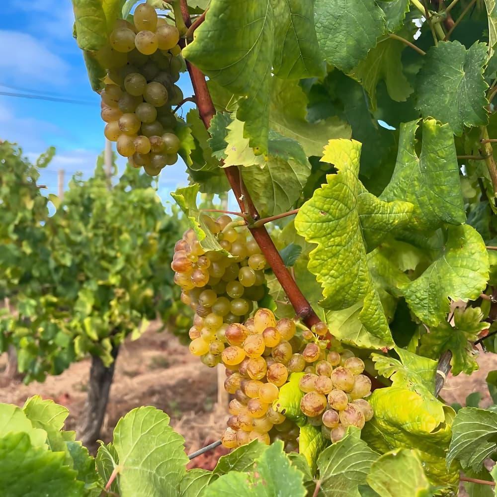 Rocim & Barbeito A Meias Verdelho na Ânfora 2020 - Barbeito - Maître Philippe & Filles