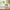 Miel Martine – Miel de Printemps (Frühlingsblütenhonig) 250g Miels Martine
