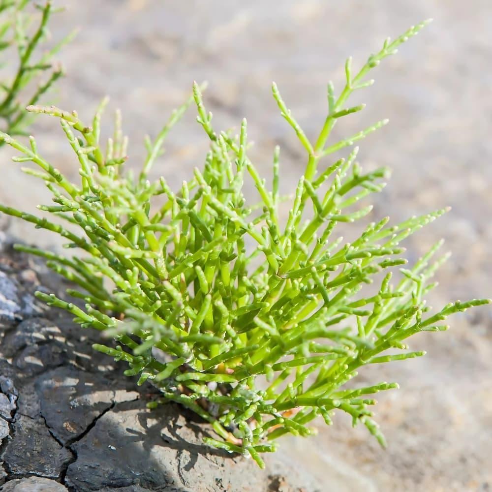 Salicorne - Meeresspargel aus Guérande - Atelier du Sel- Morel et Le Chantoux - Maître Philippe & Filles