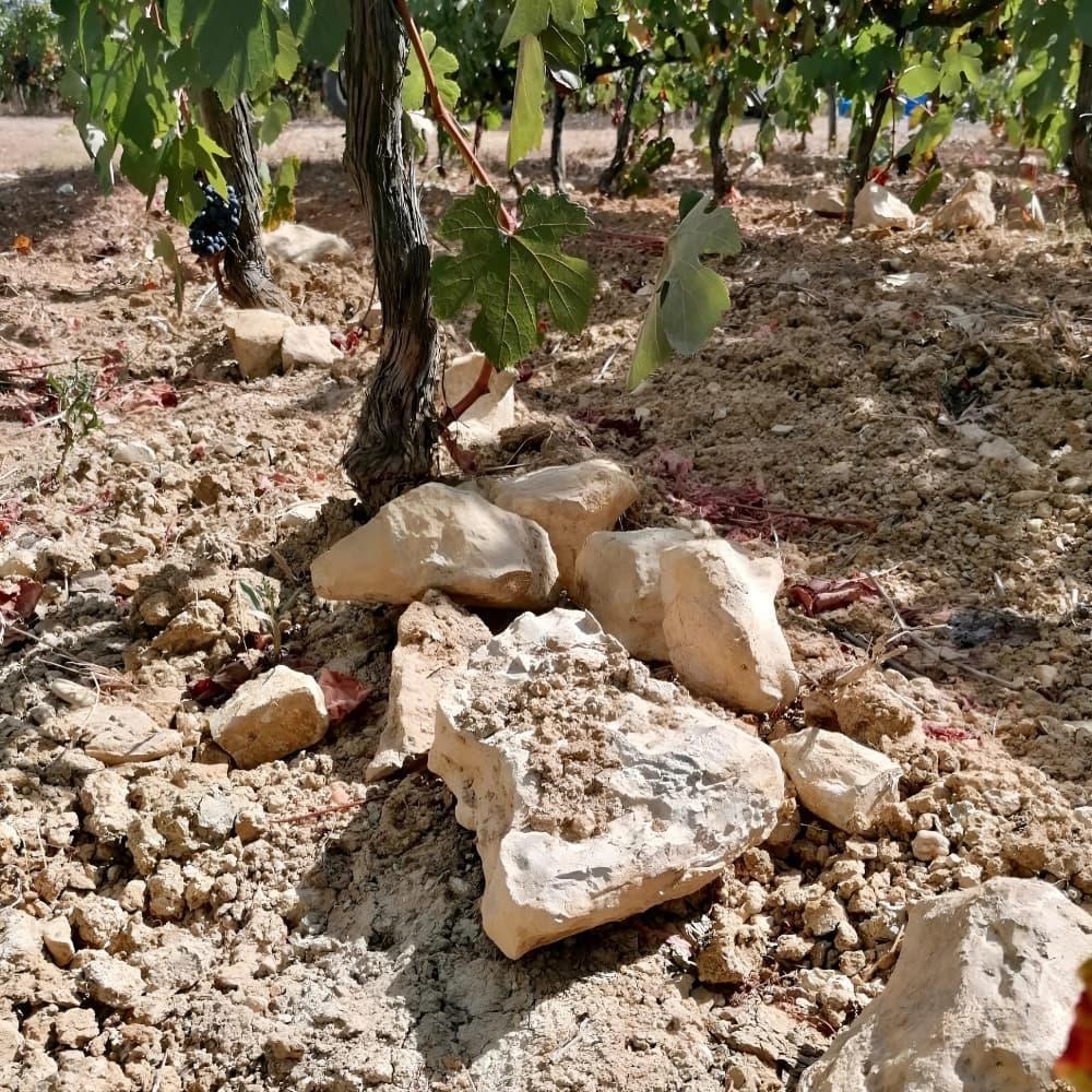 Vadio Tinto Rexarte 2015 - Bairrada - Vadio - Maître Philippe & Filles