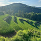 Milde Cevennen-Zwiebel AOP | Oignon Doux des Cévennes - Ernte 2026 Domaine Castel-Riquet