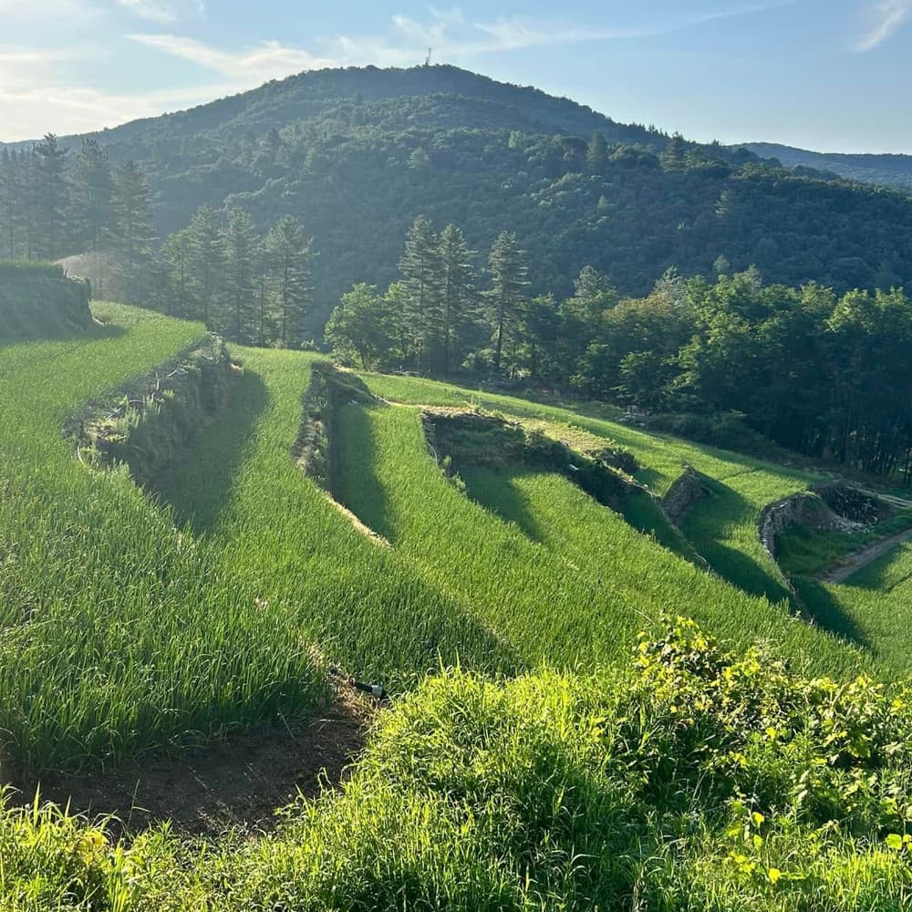 Milde Cevennen-Zwiebel AOP | Oignon Doux des Cévennes - Ernte 2026 Domaine Castel-Riquet