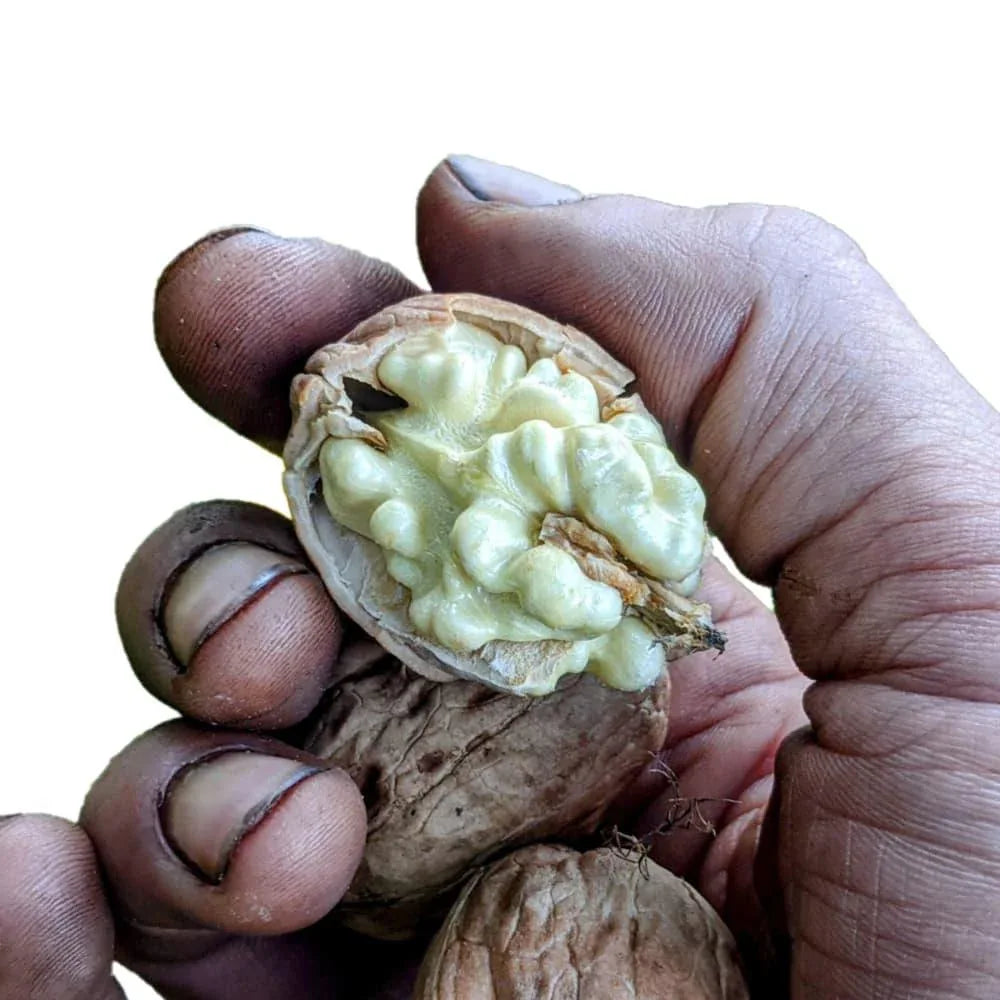 Grenobler Walnüsse Ernte 2025 Kaliber 30/32mm - La Ferme des Signaux - Maître Philippe & Filles