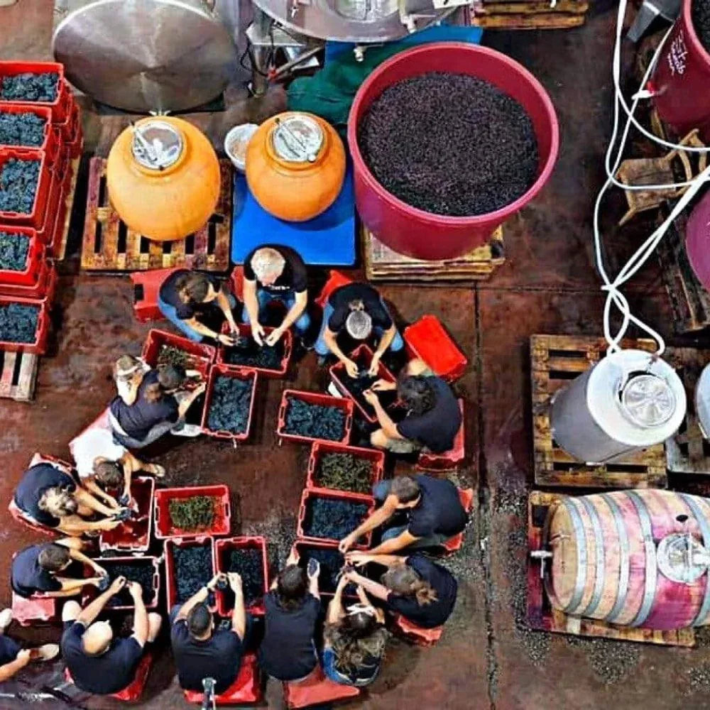 Permitido Branco 2019 Centenária - Douro - Marcio Lopes Winemaker - Maître Philippe & Filles