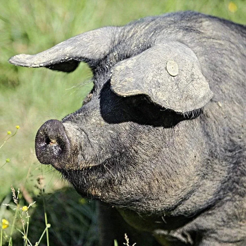 Rillettes vom Porc Noir de Bigorre - Collectif Padouen - Maître Philippe & Filles