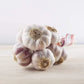 Rosa Knoblauch aus Lautrec Ernte 2026 La Lautrecoise