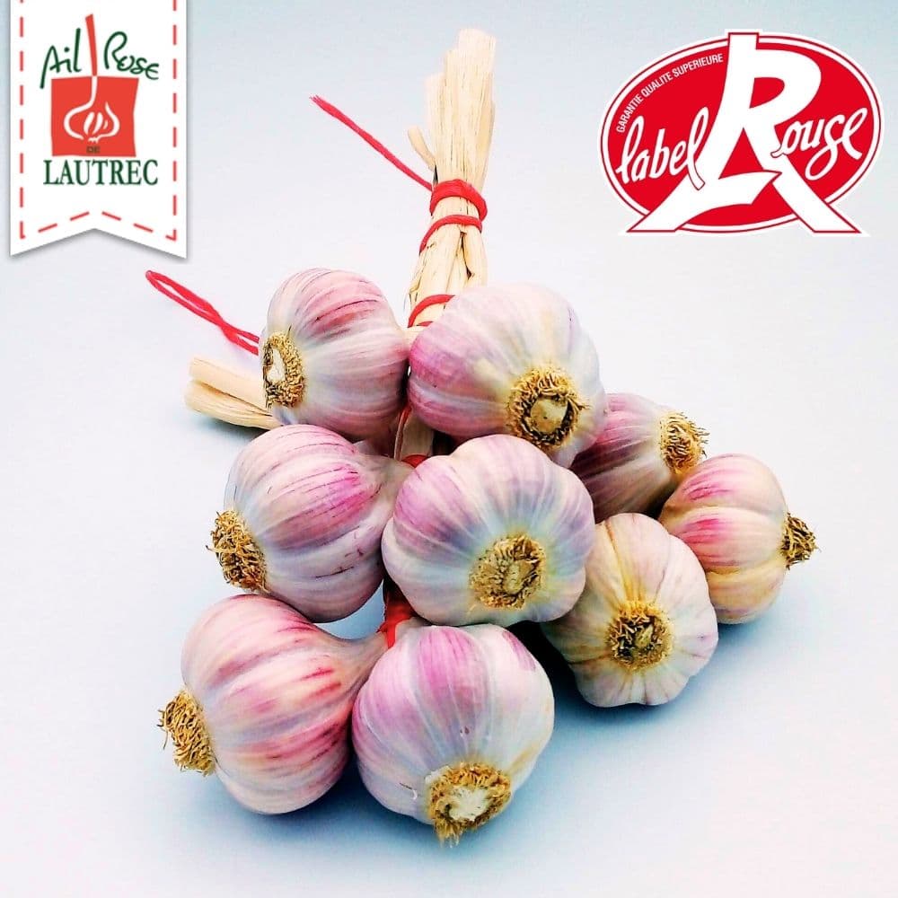 Rosa Knoblauch aus Lautrec Ernte 2026 La Lautrecoise