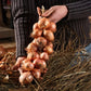 Rosa Zwiebel aus Roscoff Ernte 2026 Ferme de Kergus