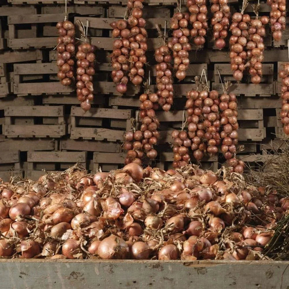 Rosa Zwiebel aus Roscoff Ernte 2026 Ferme de Kergus