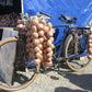Rosa Zwiebel aus Roscoff Ernte 2026 Ferme de Kergus