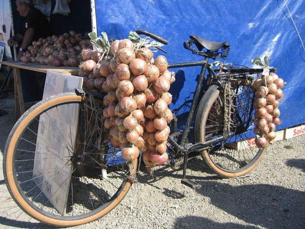 Rosa Zwiebel aus Roscoff Ernte 2026 Ferme de Kergus