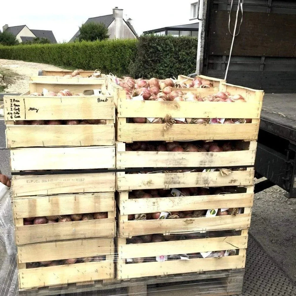 Rosa Zwiebel aus Roscoff Ernte 2026 Ferme de Kergus