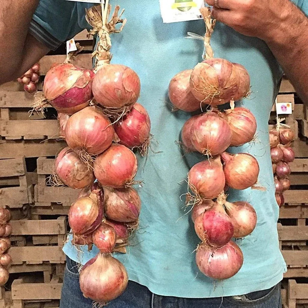 Rosa Zwiebel aus Roscoff Ernte 2026 Ferme de Kergus