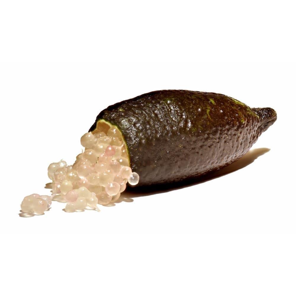 Schweine-Terrine mit Zitronenkaviar und Timut-Pfeffer 200g - Maison Telme - Maître Philippe & Filles